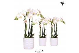 Phalaenopsis multiflora wit Kolibri Orchids Phalaenopsis white 3 spike