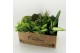 Kamerplanten mix + showdoos M-12 Mixplanten in showdoos 