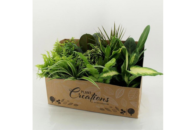 Kamerplanten mix + showdoos M-12 Mixplanten in showdoos 