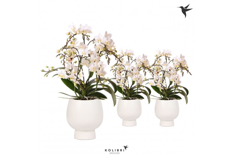 Phalaenopsis multiflora wit Kolibri Orchids Phalaenopsis Botanic 4spik 
