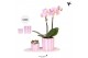 Phalaenopsis Kolibri Gift Set small Mediterranean pink purple mix2 pp  