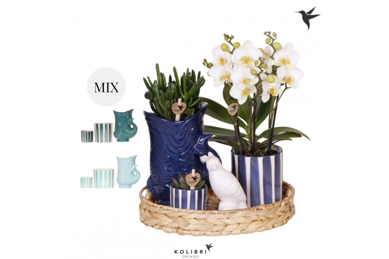 Phalaenopsis Kolibri Gift Set Mediterranean Sunset blue green mix3 pp  