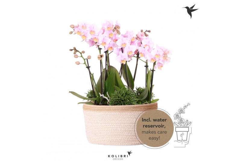 Phalaenopsis Kolibri Orchids Phalaenopsis Jungle Bouquet pink 6 spike  