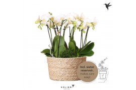 Phalaenopsis Kolibri Orchids Phalaenopsis Jungle Bouquet white 6 spike