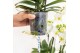 Phalaenopsis Kolibri Orchids Phalaenopsis Jungle Bouquet white 6 spike 