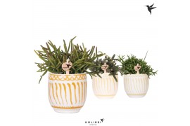 Rhipsalis mix Kolibri Greens Rhipsalis mix in Granada pot yellow mix1 