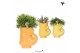 Rhipsalis mix Kolibri Greens Rhipsalis mix in Fish pot yellow mix1 pp 