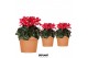 Cyclamen pers. super serie djix Cyclamen Djix red in Terracotta pot25  