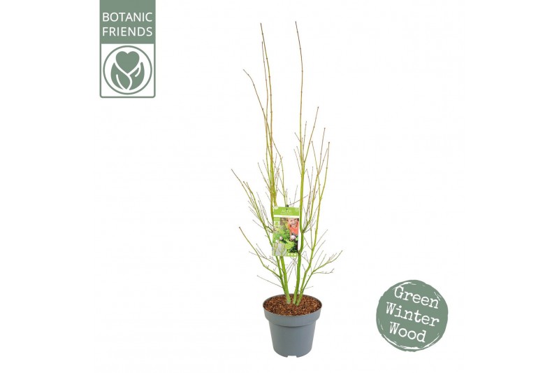 Acer palmatum Acer palm. Going Green® C14 struik 