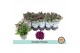 Chrysanthemum ind. mount aubisque purple Chrysant Double Purple3 pp 