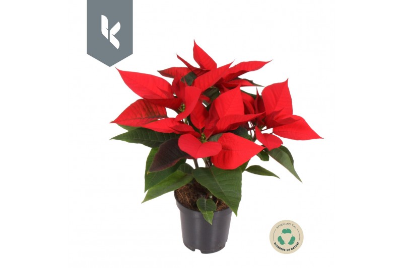 Euphorbia pul. christmas universe Poinsettia selectie Rood3 bl. 1 pp 