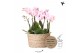 Phalaenopsis Kolibri Orchids Phalaenopsis Jungle Bouquet pink 6 spike  