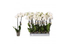 Phalaenopsis white world Phalaenopsis White World, 2-spikebl.  tak/pln