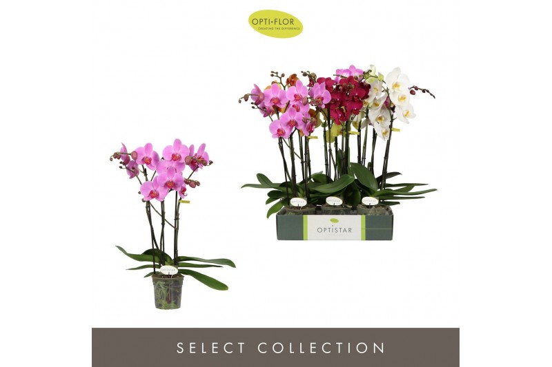 Phalaenopsis mix Optistar Hollywood Mix 3 spike 50 cm 18 bl. 3 tak/pln 