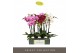 Phalaenopsis mix Optistar Hollywood Mix 3 spike 50 cm 18 bl. 3 tak/pln 