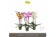 Phalaenopsis mix Optistar Hollywood Mix 3 spike 50 cm 18 bl. 3 tak/pln 