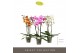 Phalaenopsis mix Optistar Hollywood Mix 3 spike 60 cm 18 bl. 3 tak/pln 