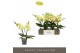 Phalaenopsis geel Tablo Limoncello 2 spike25 bl. 2 tak/plnt 
