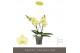 Phalaenopsis geel Tablo Limoncello 2 spike25 bl. 2 tak/plnt 