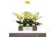 Phalaenopsis geel Tablo Limoncello 2 spike25 bl. 2 tak/plnt 
