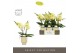 Phalaenopsis geel Tablo Limoncello 2 spike in Emilia Sand Aquo25 bl. 2 
