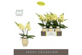 Phalaenopsis geel Tablo Limoncello 2 spike in Emilia Sand Aquo25 bl. 2