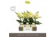 Phalaenopsis geel Tablo Limoncello 2 spike in Emilia Sand Aquo25 bl. 2 