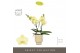 Phalaenopsis geel Tablo Limoncello 2 spike in Emilia Sand Aquo25 bl. 2 