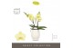 Phalaenopsis geel Tablo Limoncello 2 spike in Abruzzo White Aquo 25 bl 