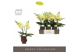 Phalaenopsis geel Tablo Limoncello 2 spike in Emilia Brown Aquo 25 bl.