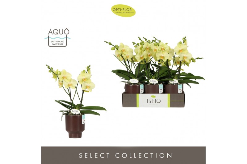 Phalaenopsis geel Tablo Limoncello 2 spike in Emilia Brown Aquo 25 bl. 