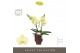 Phalaenopsis geel Tablo Limoncello 2 spike in Emilia Brown Aquo 25 bl. 