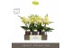Phalaenopsis geel Tablo Limoncello 2 spike in Emilia Brown Aquo 25 bl. 