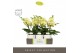 Phalaenopsis geel Tablo Limoncello 2 spike in Emilia White Aquo 25 bl. 