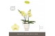 Phalaenopsis geel Tablo Limoncello 2 spike in Emilia White Aquo 25 bl. 