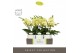 Phalaenopsis geel Tablo Limoncello 2 spike in Molise White Aquo 25 bl. 