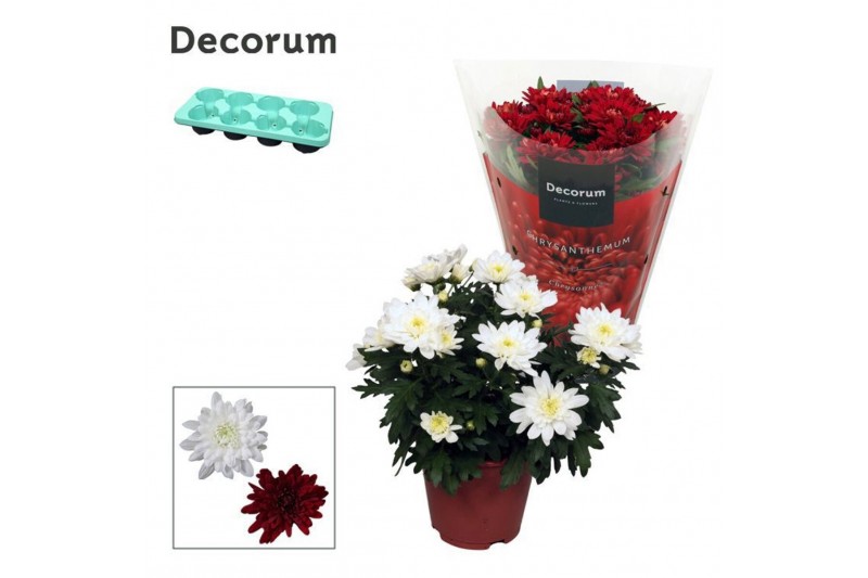 Chrysanthemum ind. chrystal mix Chrys. ind. Chrysanne® Grandezza Red-W 