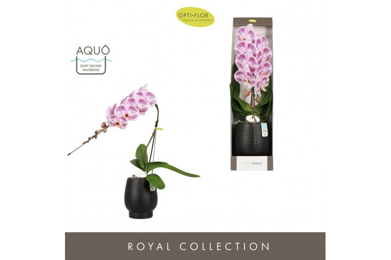 Phalaenopsis paars Formidablo Iguazu Falls in Abruzzo Black Aquo Showd 