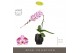 Phalaenopsis paars Formidablo Iguazu Falls in Abruzzo Black Aquo Showd 