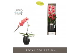 Phalaenopsis oranje Formidablo Victoria Falls in Abruzzo Black Aquo Sh