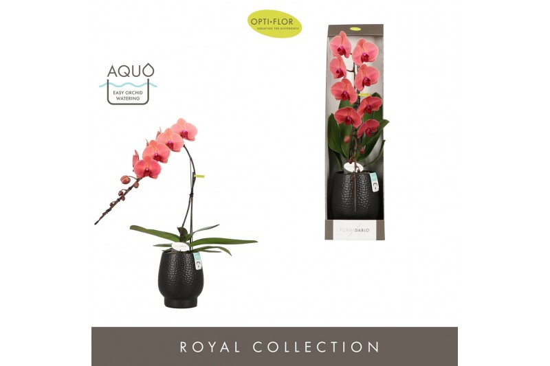 Phalaenopsis oranje Formidablo Victoria Falls in Abruzzo Black Aquo Sh 