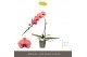 Phalaenopsis oranje Formidablo Victoria Falls12 bl. 1 tak/plnt 