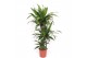 Dracaena fragr. janet craig Dracaena Janet Craig3 pp 