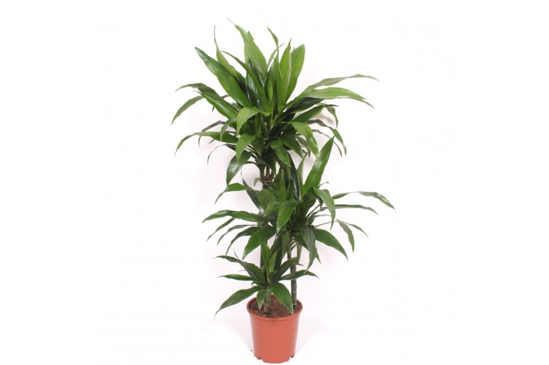 Dracaena fragr. janet craig Dracaena Janet Craig3 pp 