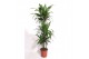 Dracaena fragr. janet craig Dracaena Janet Craig3 pp 