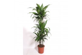 Dracaena fragr. janet craig Dracaena Janet Craig3 pp