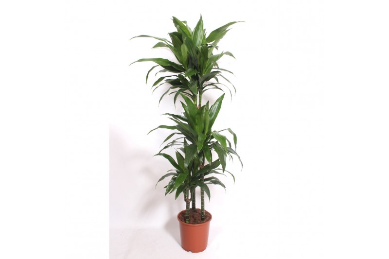 Dracaena fragr. janet craig Dracaena Janet Craig3 pp 