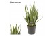 Sansevieria trifasciata Sansevieria Silver princess 12 cm (Decorum) 