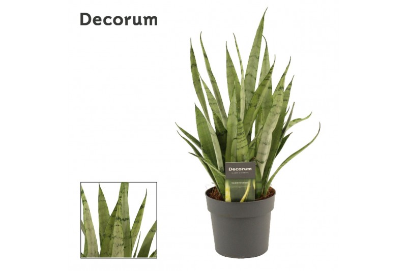 Sansevieria trifasciata Sansevieria Silver princess 12 cm (Decorum) 