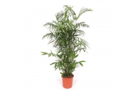 Chameadorea seifrizii Chamaedorea Seifrizii 20 pp